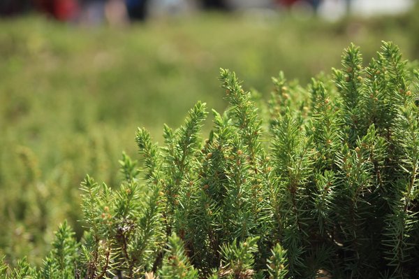 How Do Green Roofs Contribute to Urban Biodiversity and Residents' Well-being?